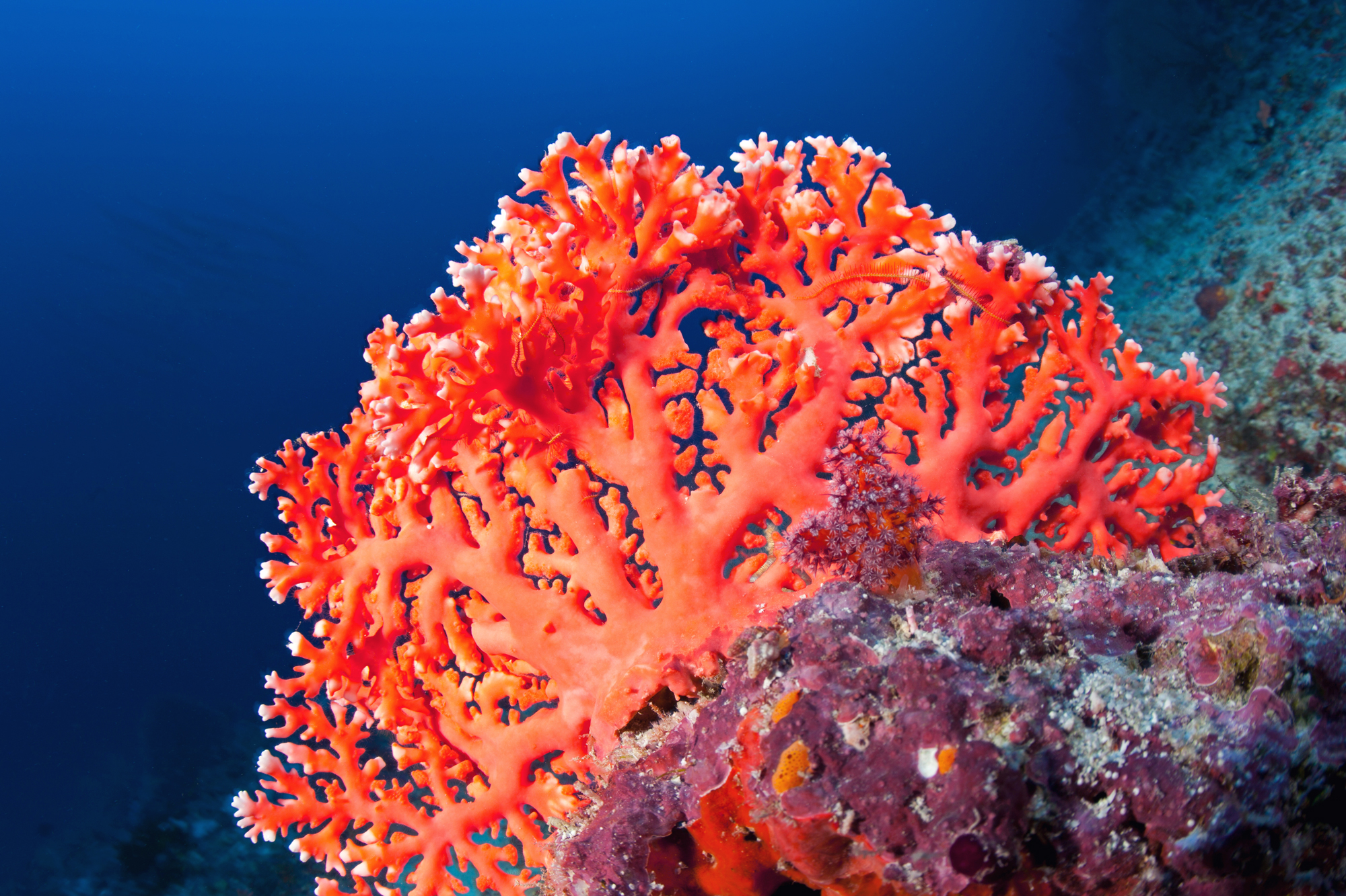 Коралловые рифы описание. Коралловые полипы рифы. Коралловые полипы в индийском океане. Notocyathus коралл. Коралл Montastraea.